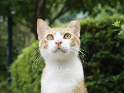 Жара идет на убыль в Челябинской области