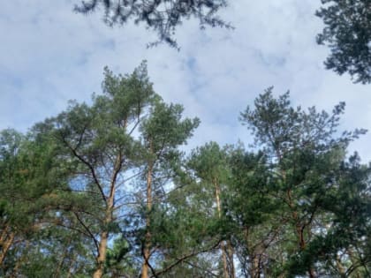 В Челябинской области тепло и сыро, возможны грозы