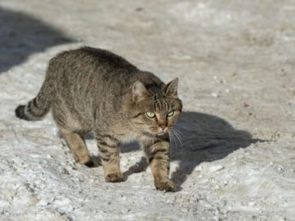 В Челябинске ожидается теплая неделя