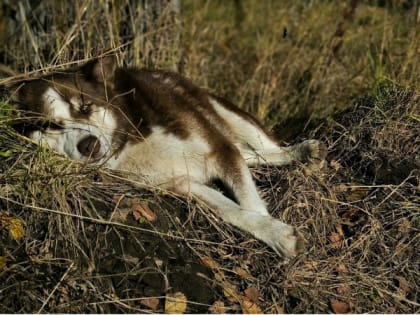 Прокуратура Магнитогорска добилась создания зон для выгула домашних животных