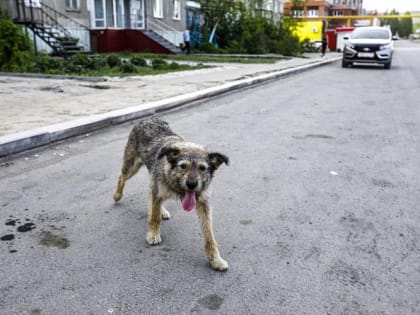 В Челябинске погибла зараженная бешенством собака
