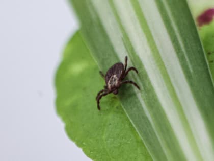 В Челябинской области 153 человека попали в больницу после укусов клещей