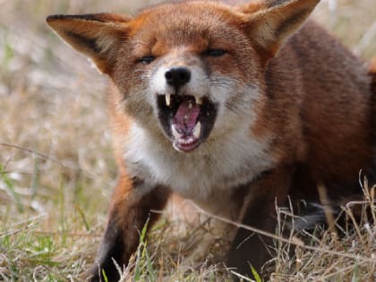 Шестеро южноуральцев пострадали от нападения бешеных животных в июне 2023