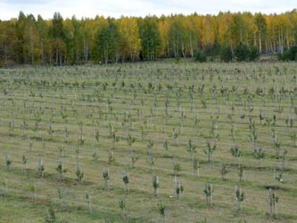 «Григорьевские сады» увеличивают площадь посадок