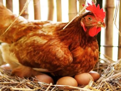 Владельцев домашней птицы предупредили о том, что чайки разносят птичий грипп