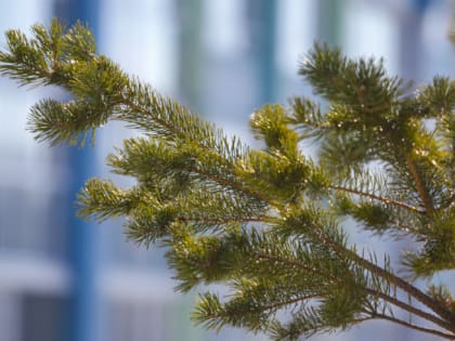 В Челябинской области установилась ветреная и бесснежная погода