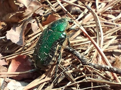 Читатели пишут №1599