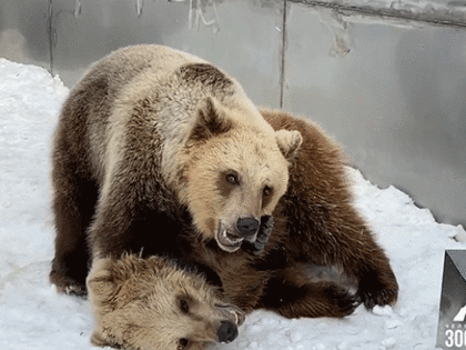 В Челябинском зоопарке назвали причину смерти медведицы Забавы
