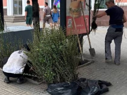 На челябинской Кировке начали высаживать кизильник