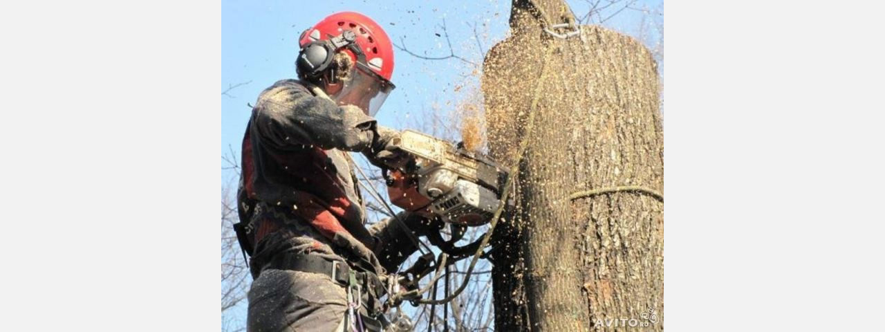 Пилит или пилет. Спил деревьев Златоуст. Корчевка деревьев бензопилой Урал. Корчуем Тополь. Мальчик пилит Тополь.