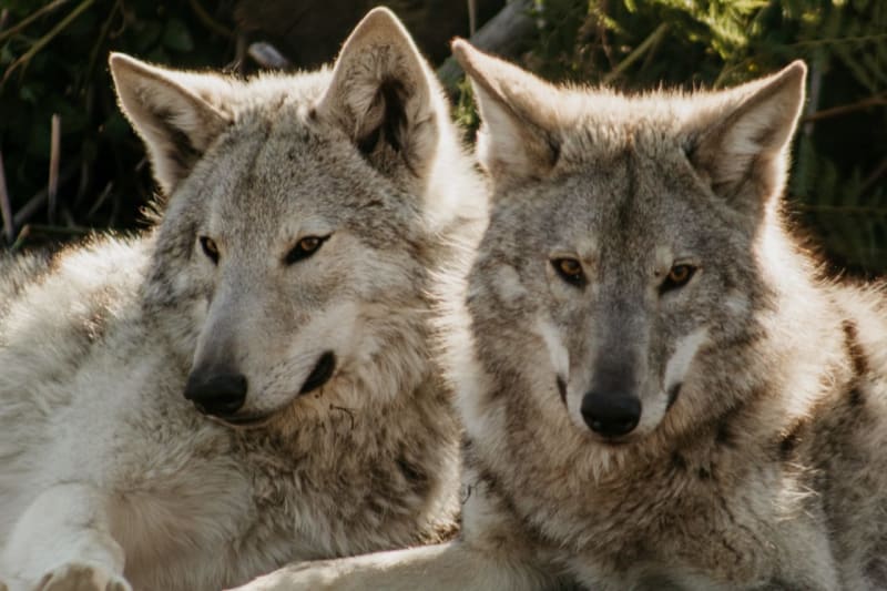 Tsitsikamma Wolf Sanctuary, a non-profit wolf sanctuary near Eersterivierstrand