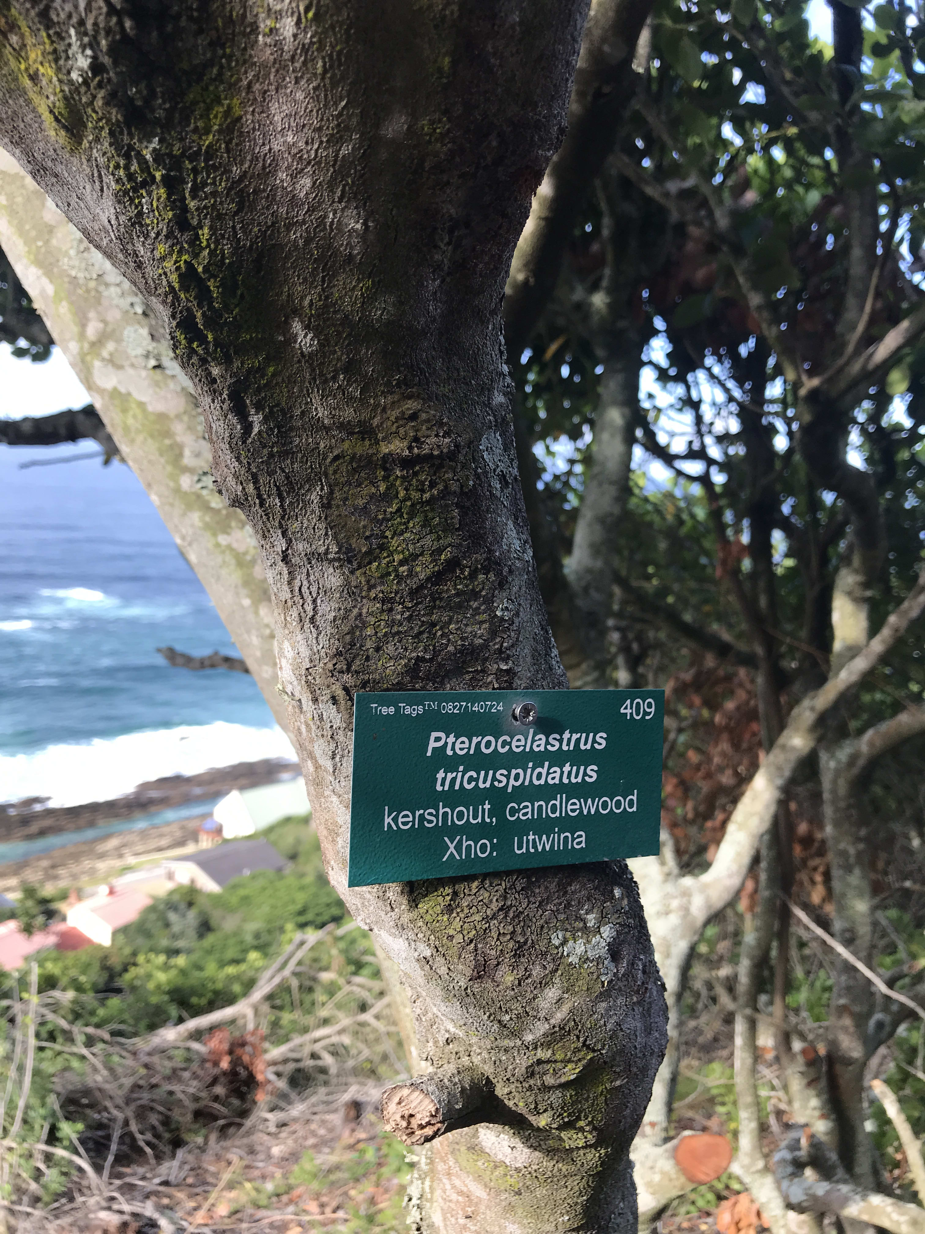 Bird watching in the coastal forest near Eersterivierstrand, Tsitsikamma