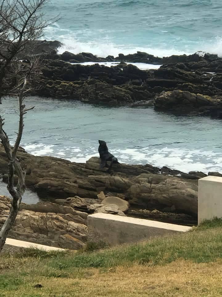 Wave-powered natural blowhole at Eersterivierstrand beach, Eastern Cape