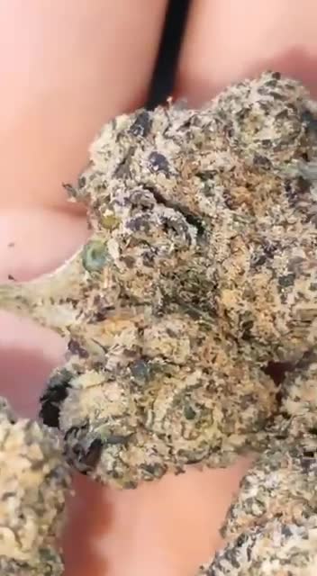 ⁨🎥⁩ ⁨🌿 CALI USA 10/10 🇺🇲 ⚫ BLACK TRUFFLE  