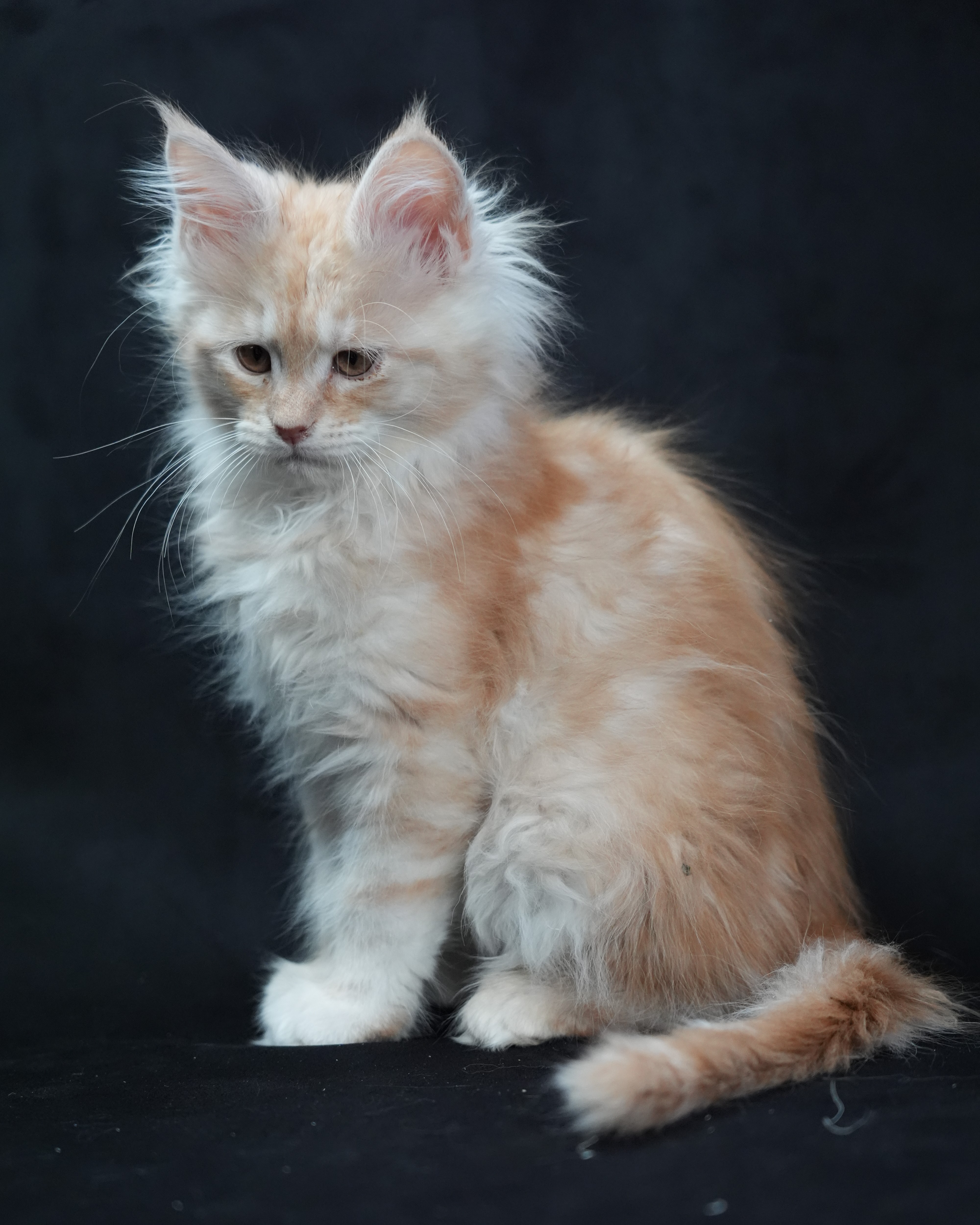 Buyer Beware: Scammers, Kitten Mills & Profit Breeders