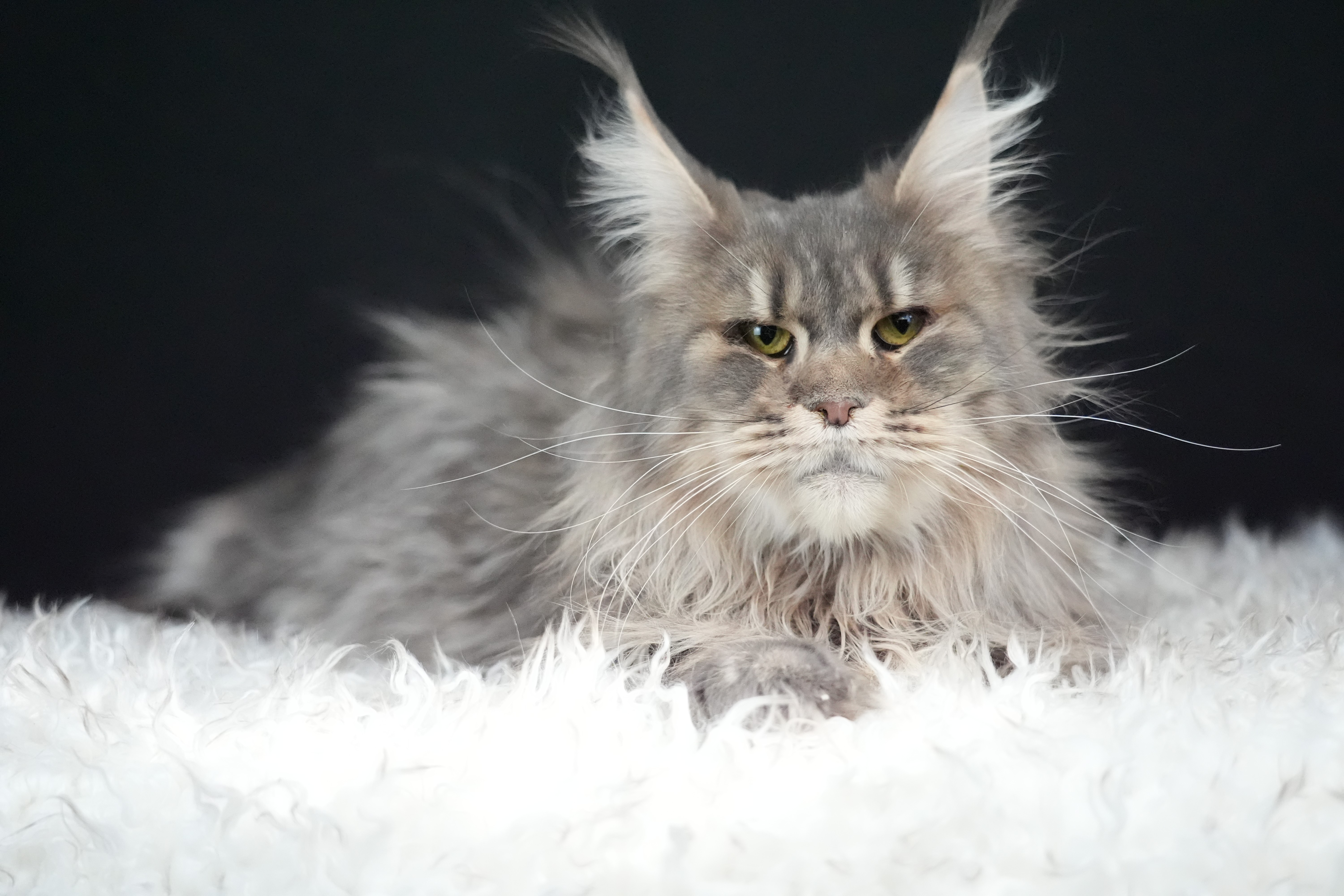 Maine Coon Kittens For Sale Illinois Empire Maine Coons Ethical Maine Coon Kittens For Sale Illinois Empire Maine Coons Ethical