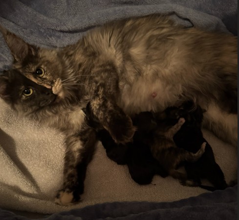 Queen Reeses with her litter