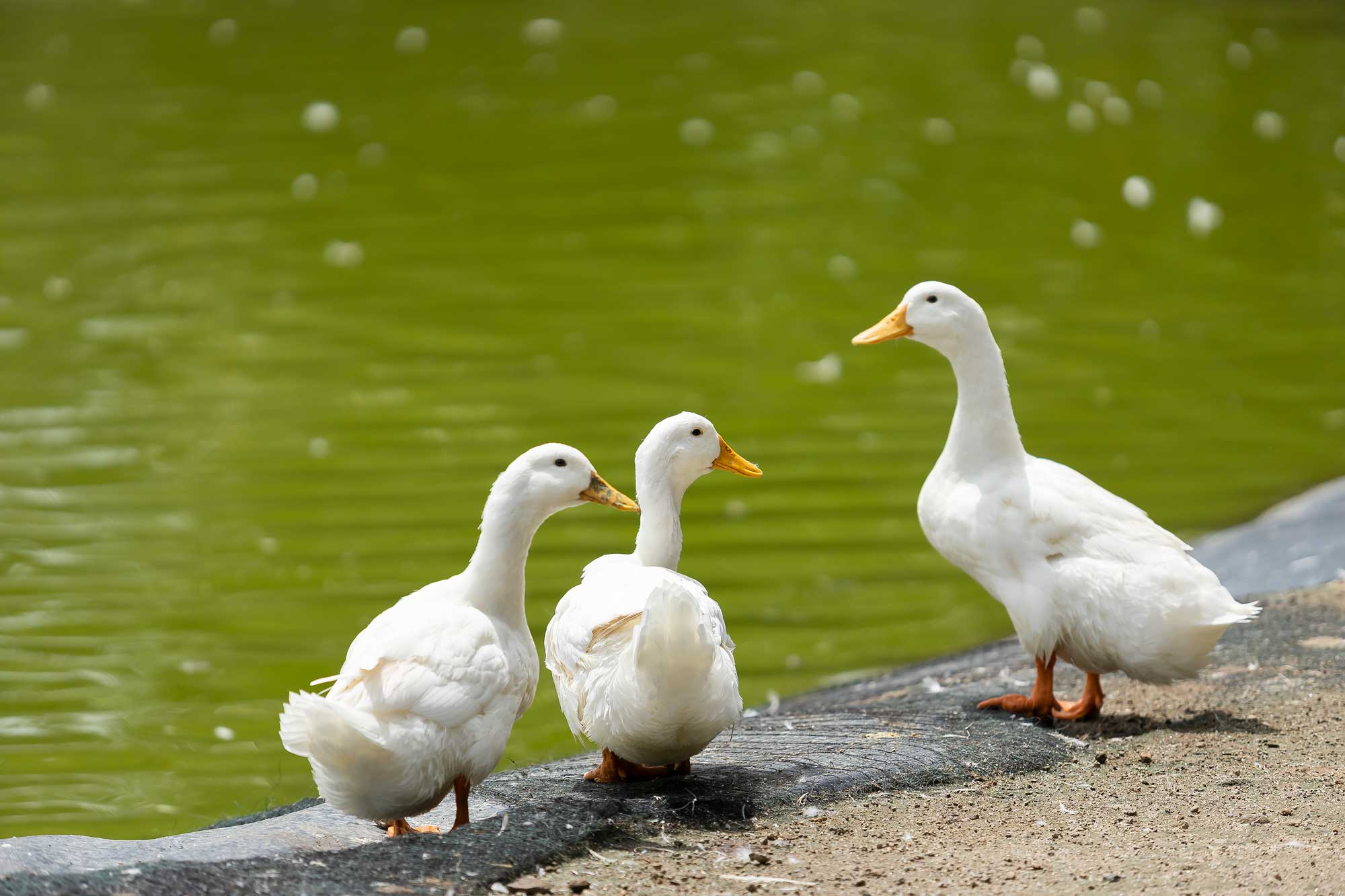 Centro de Conservación de Fauna 2