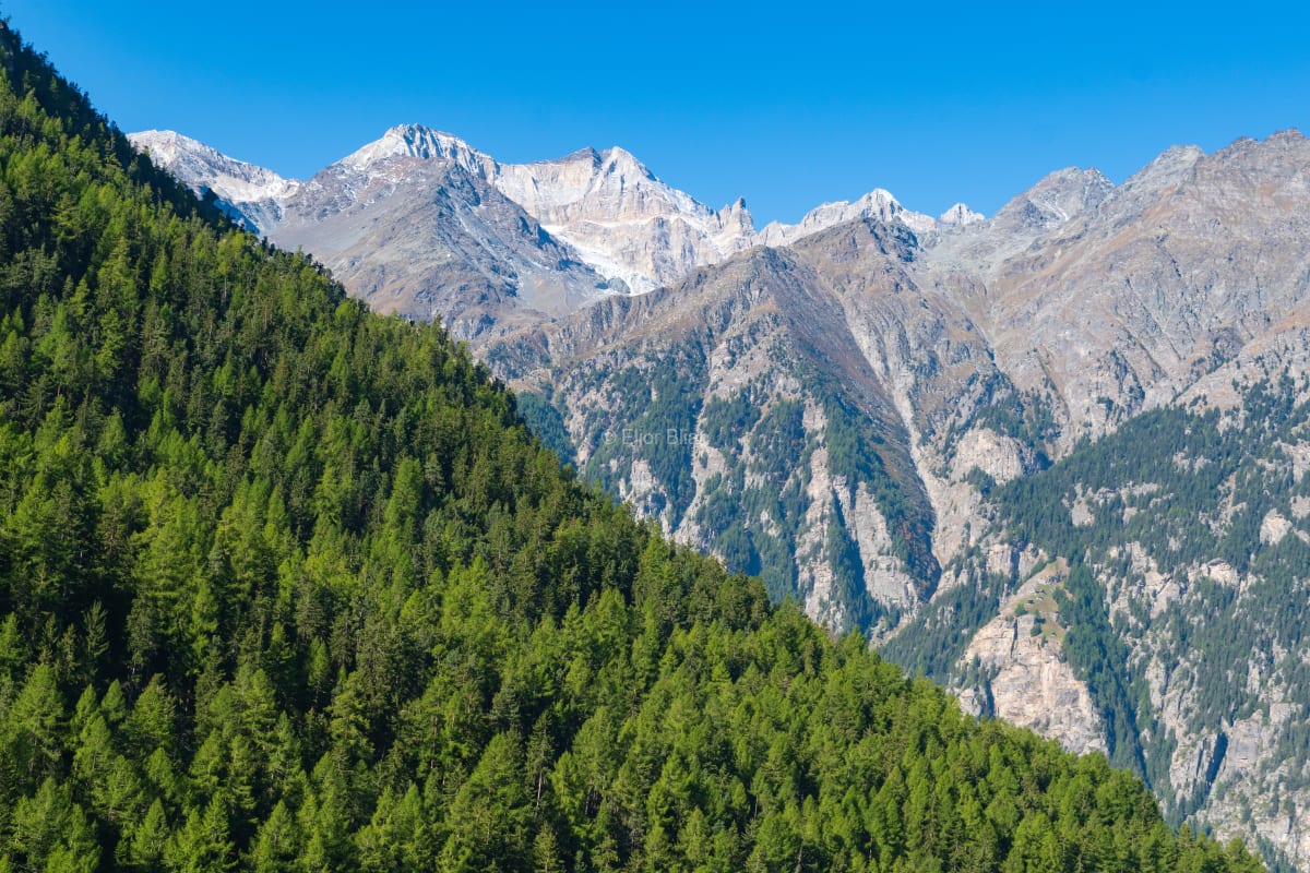 Green Descent Toward Ancient Ice, Valais