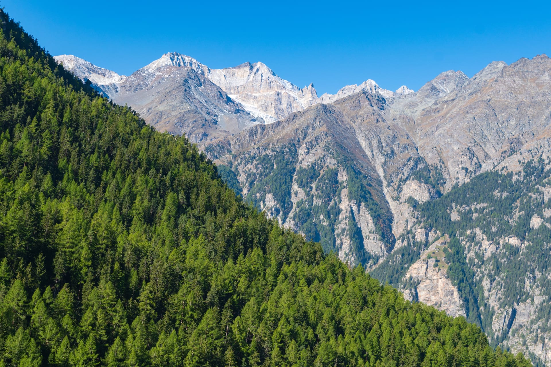 Dense green larch forest on steep alpine slope with snow-capped glaciated peaks and rocky ridgelines rising behind under clear blue sky in Valais, Switzerland
