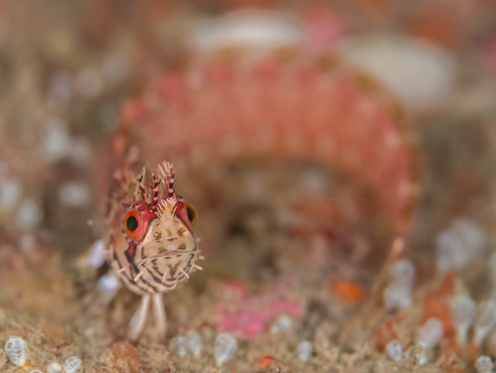 Mosshead Warbonnet