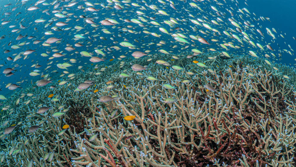 Coral & Fish Harmony