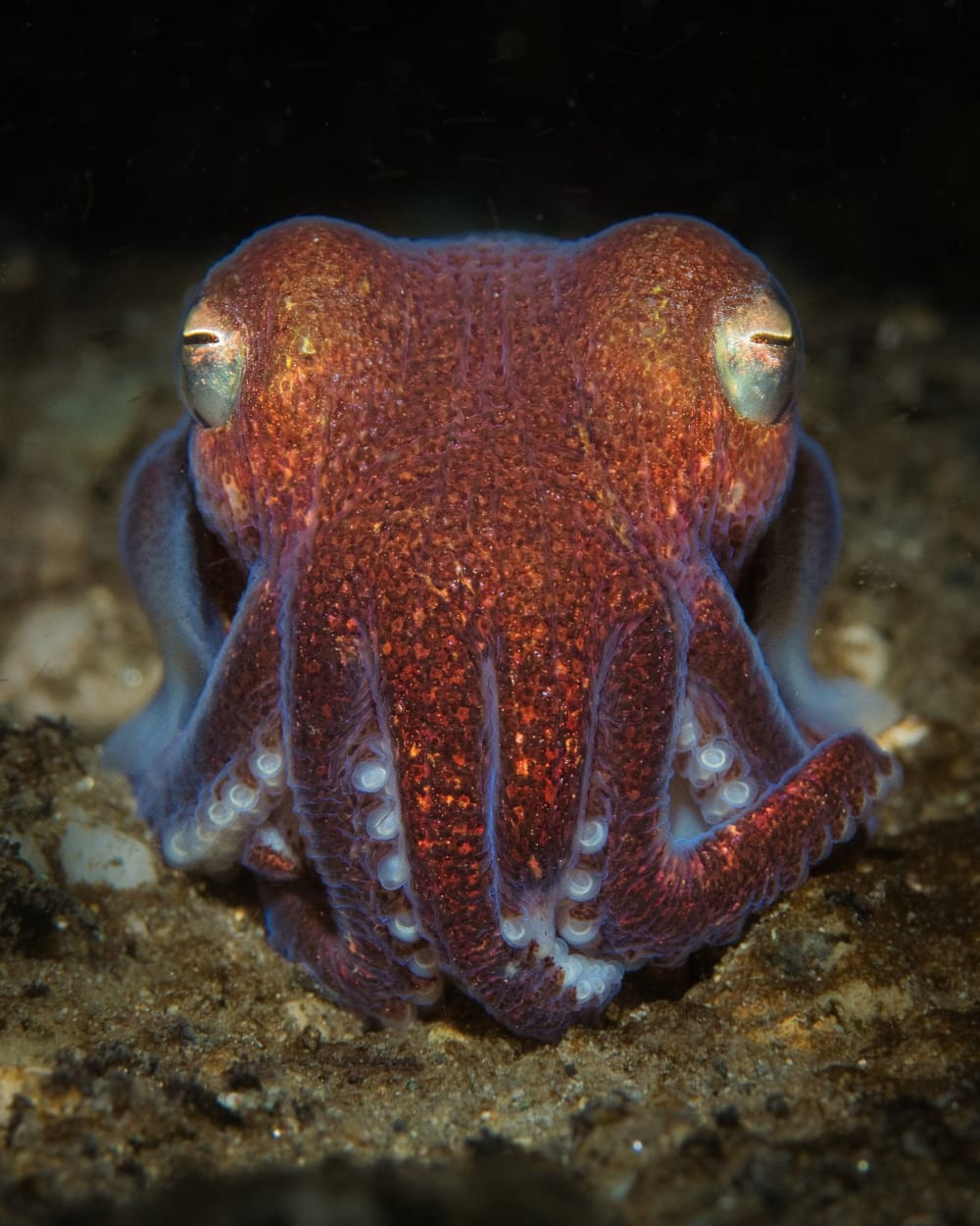 Stubby Squid Stare