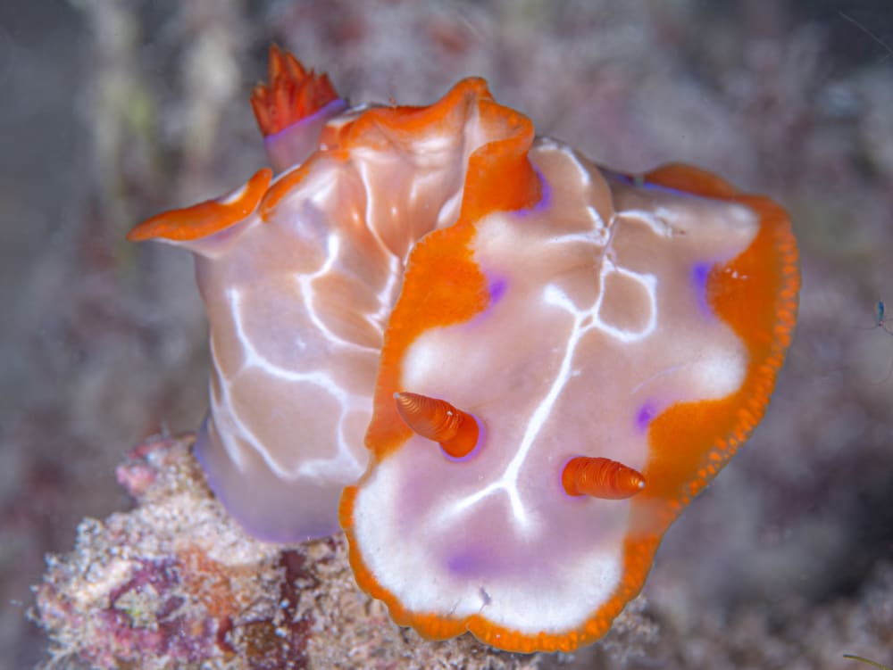 Iacula Nudibranch