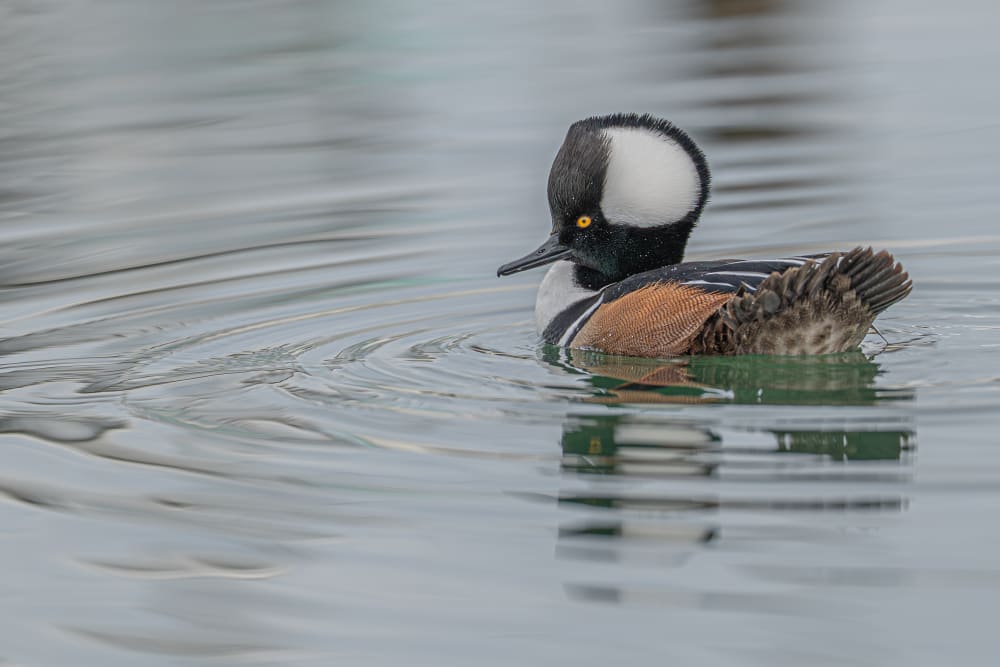 Hooded Glide