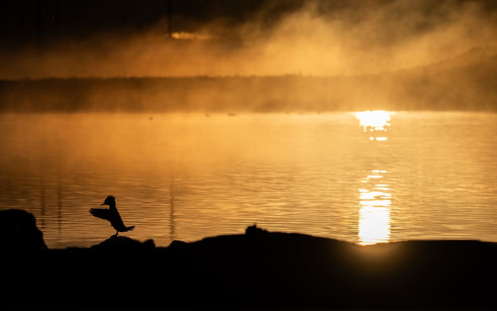 Golden Veil