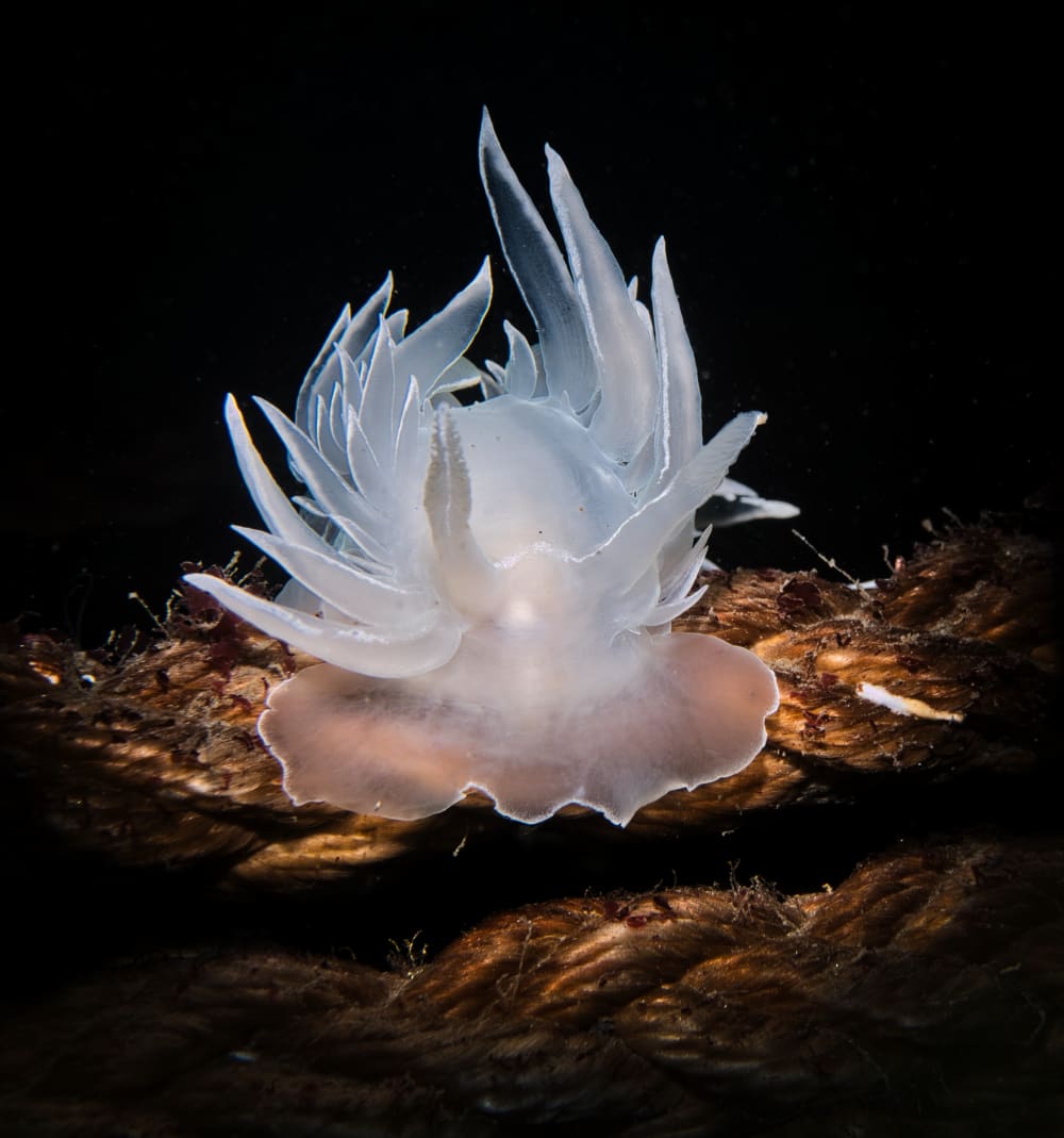 Alabaster Crown