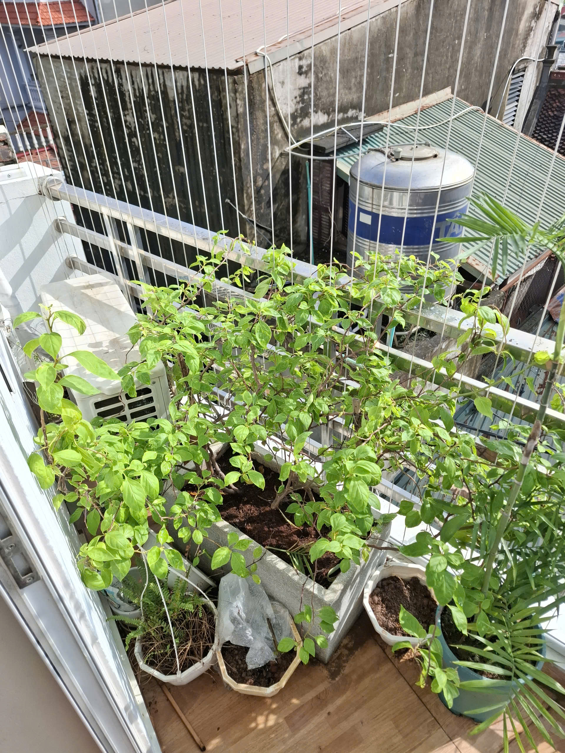 A small tree growing in a pot on the balcony