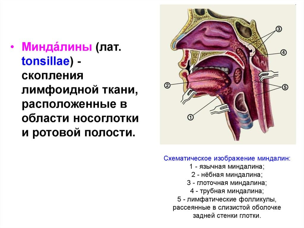 Миндалины на шее расположение схема - 86 фото