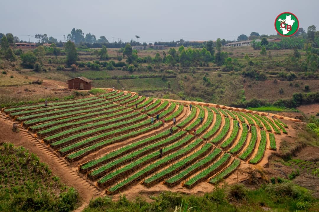 Terraced tea plantation
