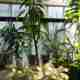 Several plants inside the Barbican conservatory.