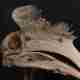 A close up of a hornbill skull. The top of the beak has a sponge like quality.