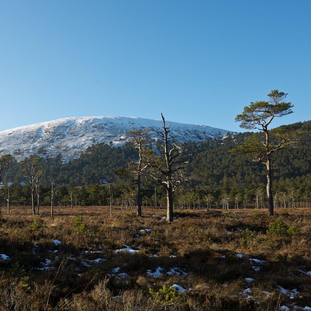 A wide photo in morning sunlight. In the background there’s a hump of a snowy hillside. In the foreground there’s brownish grass with tall trees littered about.