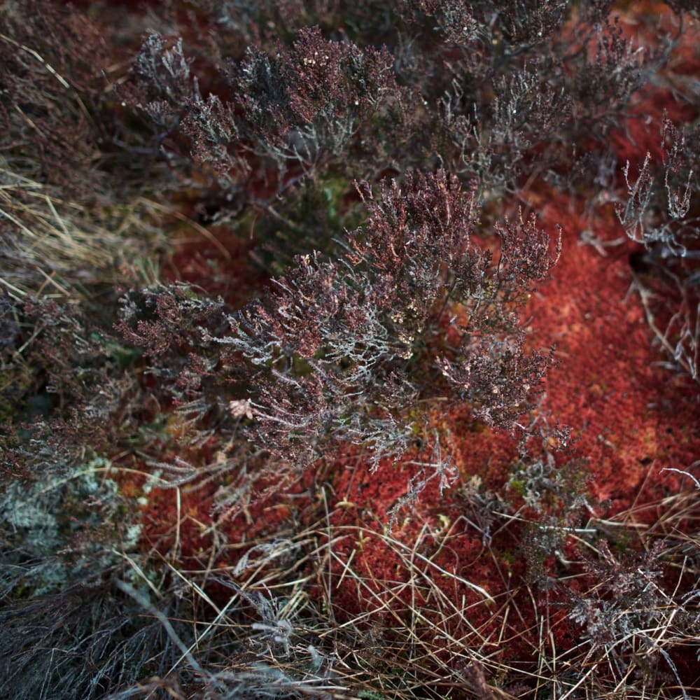 A photo pointing down at moss and grasses. The moss is deep red in colour.