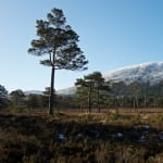 A wide photo in morning sunlight. In the background there’s a hump of a snowy hillside. In the foreground there’s brownish grass with tall trees littered about.