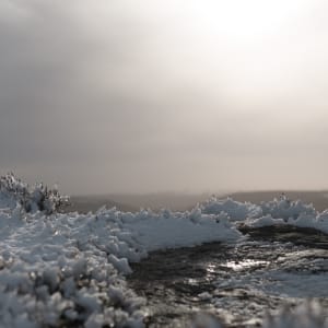 A photo taken from close to the ground of snow covered grasses.