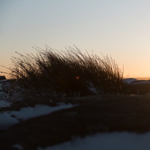 A golden sunset with grasses silhouetted in the foreground.