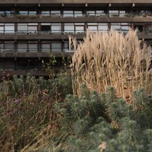 An image with ferns and grasses in the foreground and a tower block in the background.