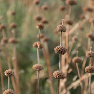 A close-up shot of some seedpods in grasses.