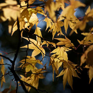 Many yellow-orange maple leaves are lit up in sunlight against a dark background.