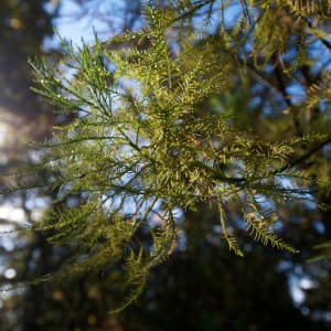 A close macro photo of some fine gree branches.