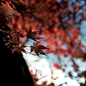 A dark photo of some dark red maple leaves.