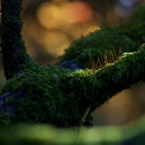 A macro photo of a tree branch with small plants growing out of it.