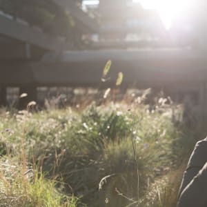 A photo of James Greig as he takes a photo of some shrubs silhouette against the sun.