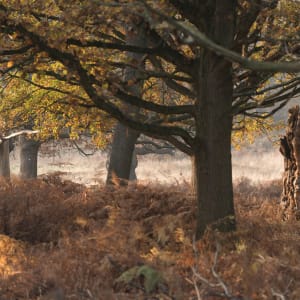 A large tree stump is lit up from the side in dawn sunlight.