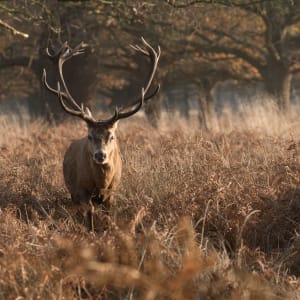 A large stag faces the camera, lit from the right with dawn sunlight